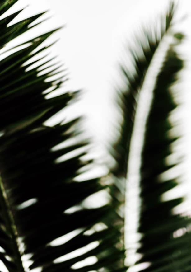 Quadro Palm Branches II by Tim Mossholder