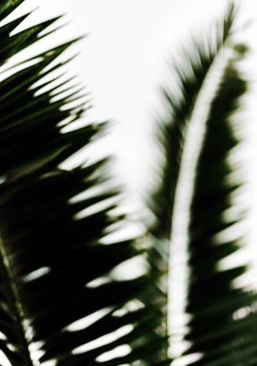 Quadro Palm Branches II by Tim Mossholder