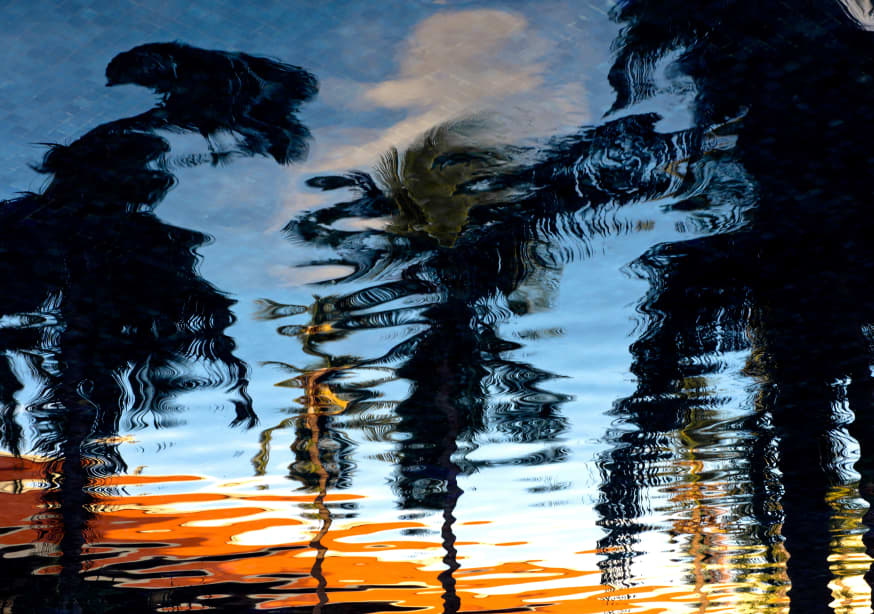 Quadro Palm Reflections by Tim Mossholder