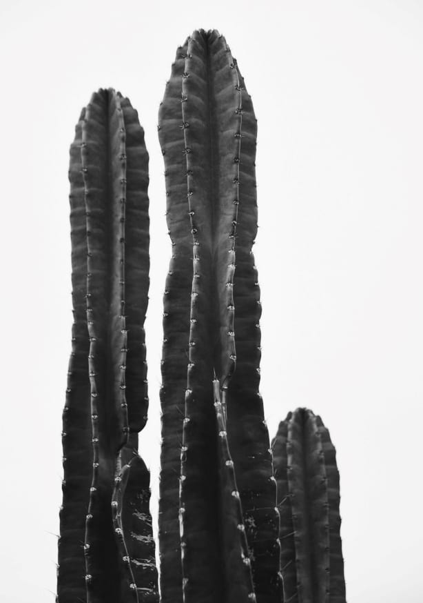 Quadro Minimalist Cactus in Black and White