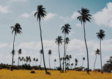 Quadro Field of Dreams by Del Mundo Portraits