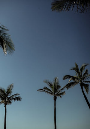 Imagem padrão da coleção New In