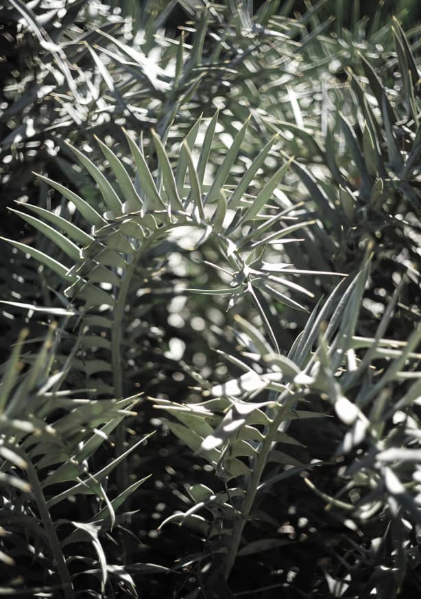 Quadro Cycad Dreams