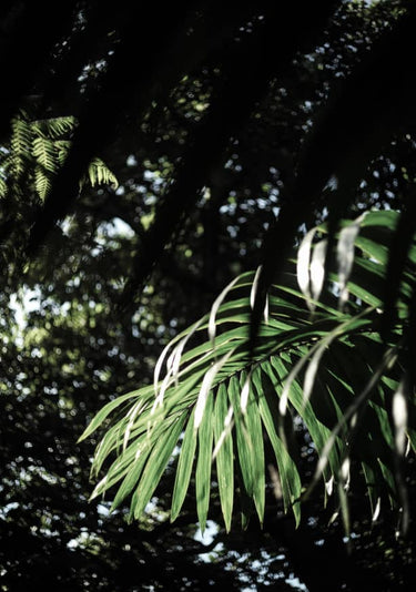 Quadro Jungle Whisper
