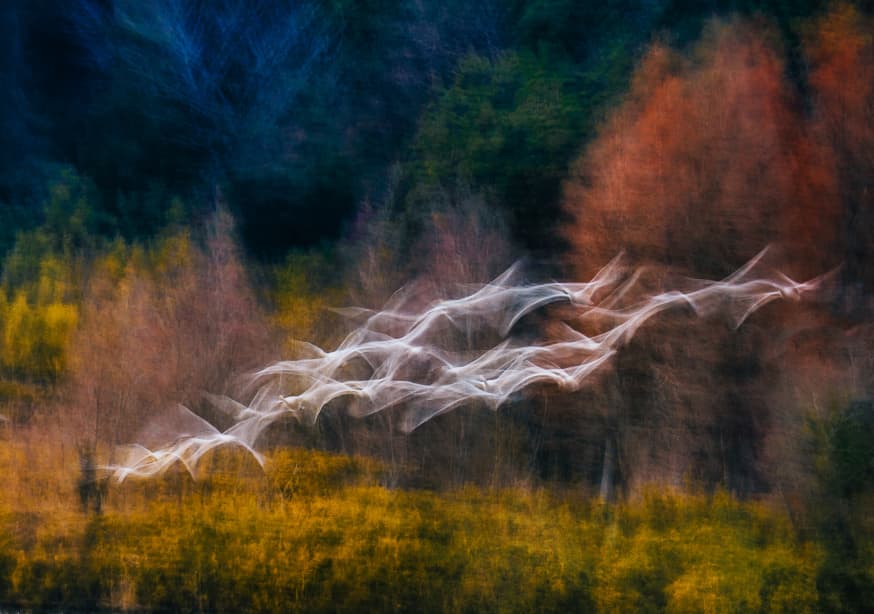 Quadro Swan's Syncopation By Yasutaka Sameshima