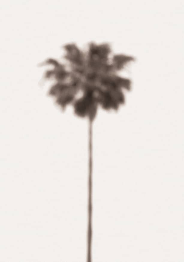 Quadro Palm Blury