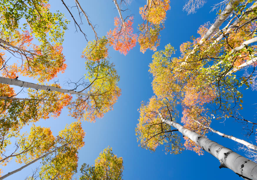 Quadro Autumn Birchs