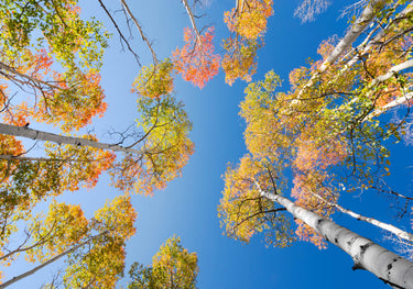 Quadro Autumn Birchs By Stefan Hefele