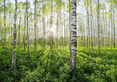 Quadro Spring in the Birch Forest By Stefan Hefele