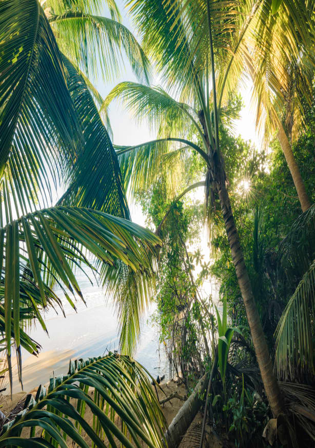 Quadro Hide Under Palms