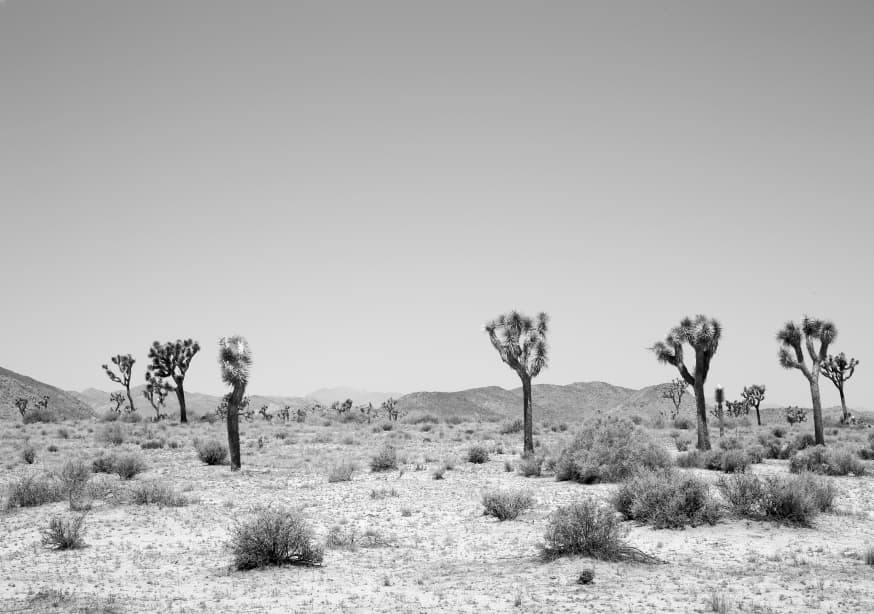 Quadro Into the West