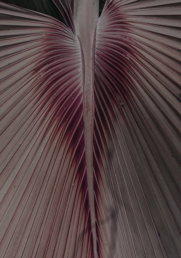 Quadro Love Palm By Clint