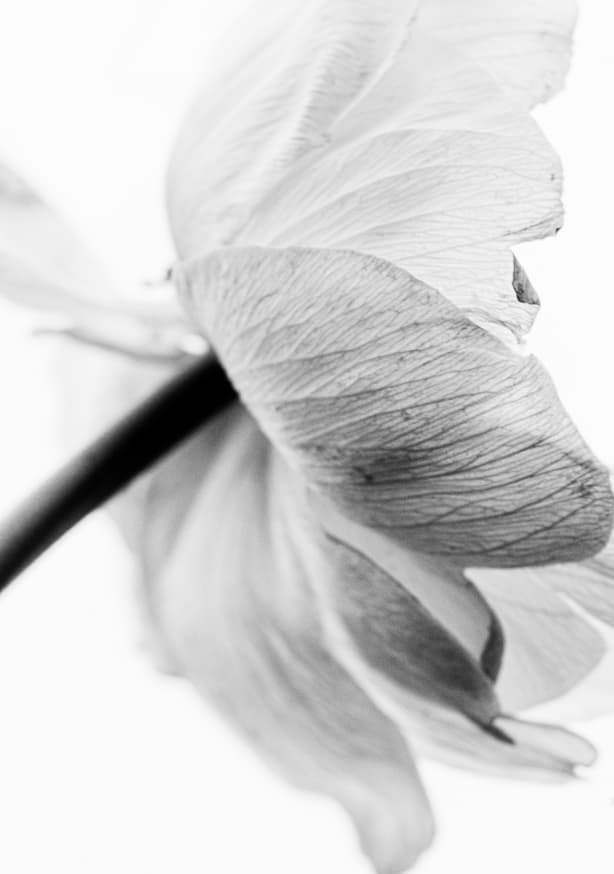 Quadro Monochrome Petal Grace
