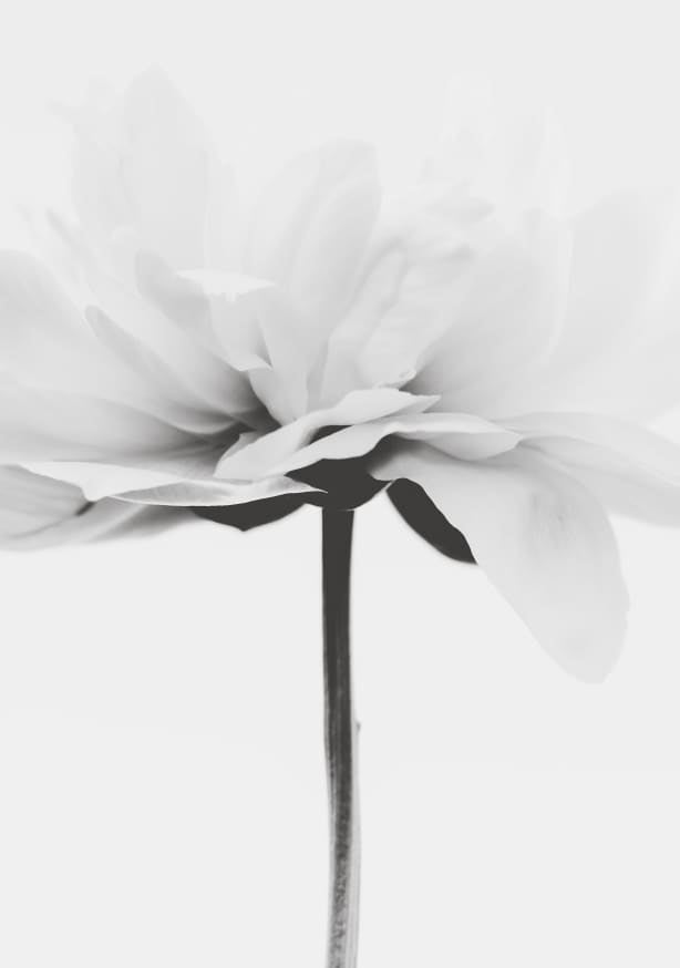 Quadro Minimalist White Flower