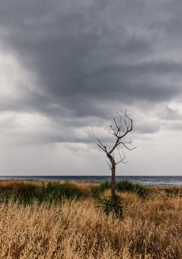 Quadro Bare Tree