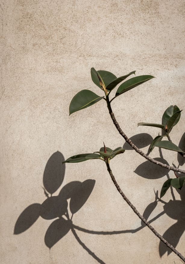 Quadro Botanical On The Wall