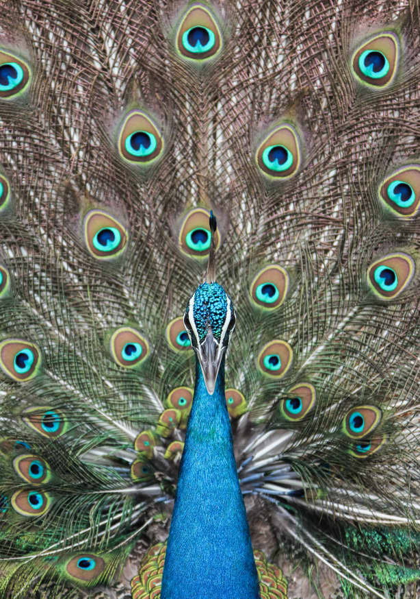 Quadro Peacock In India