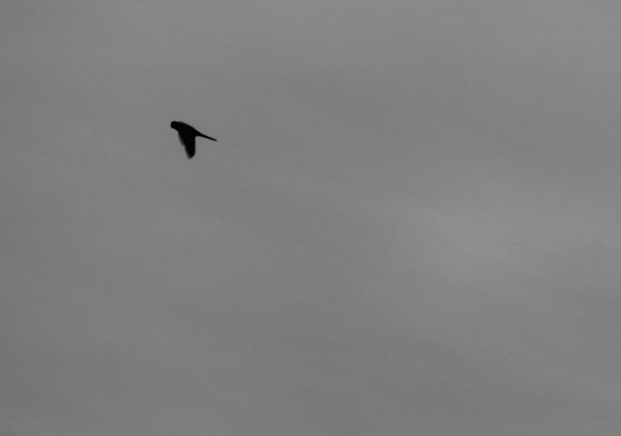 Quadro Lonely Bird