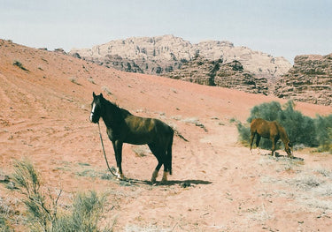 Quadro Desert Horses