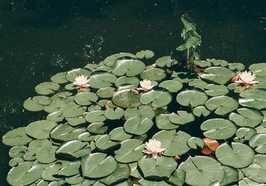Quadro Lilies