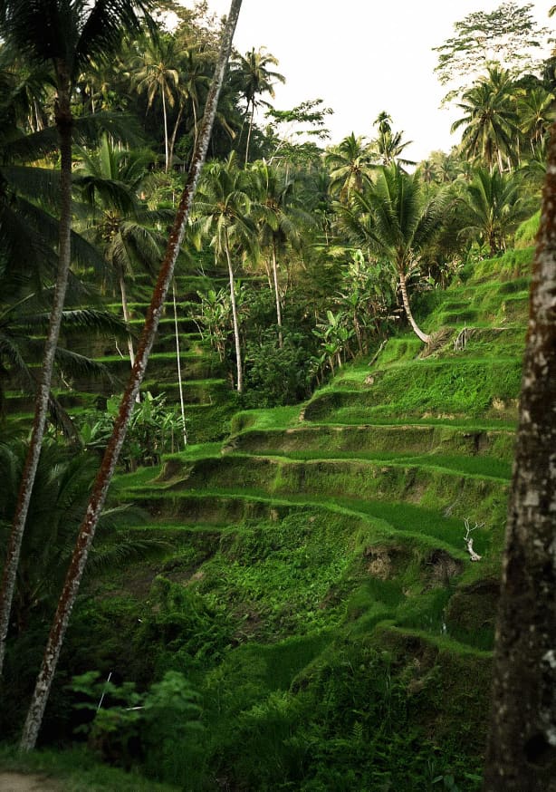 Quadro Ubud II