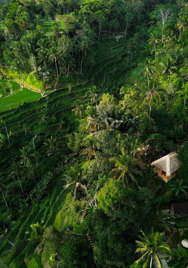 Quadro Ubud I