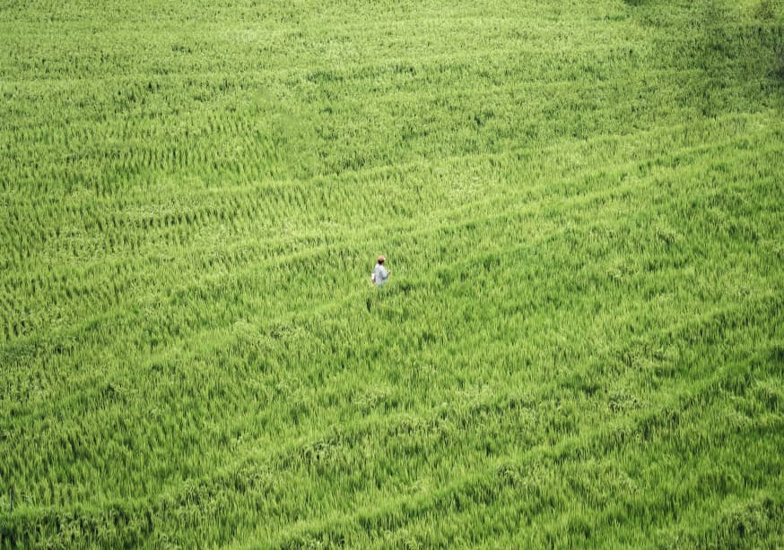 Quadro Ritmos do Campo