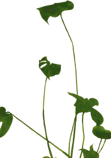 Quadro Monstera II