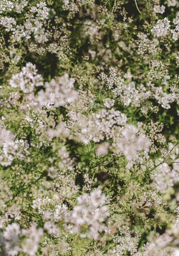 Quadro Coriander Blooms