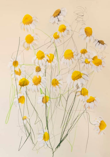 Quadro Chamomile 01