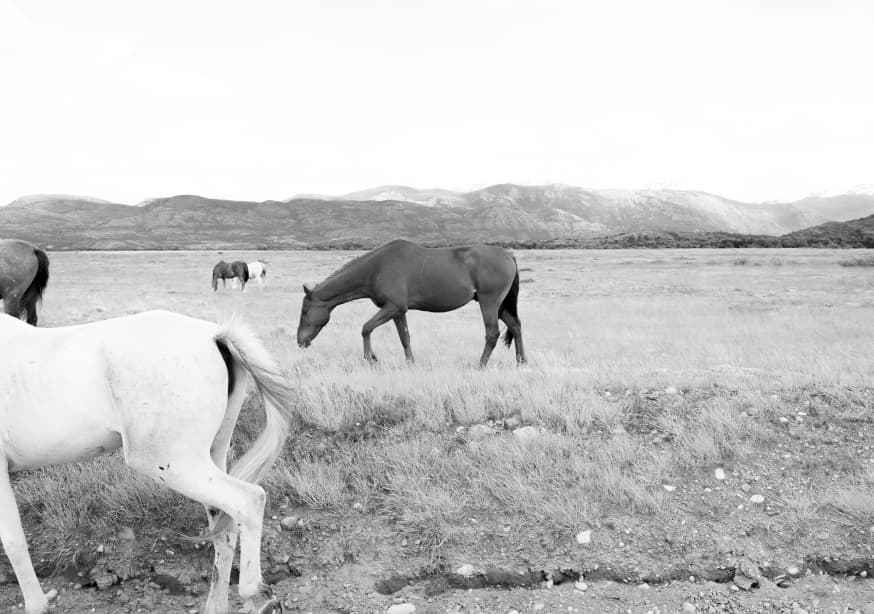 Patagonia Wild Beauty 3