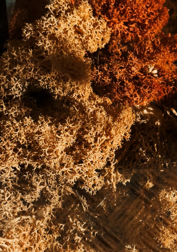 Quadro Spongy Texture