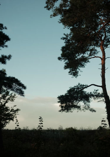 Quadro Tree Silhouettes