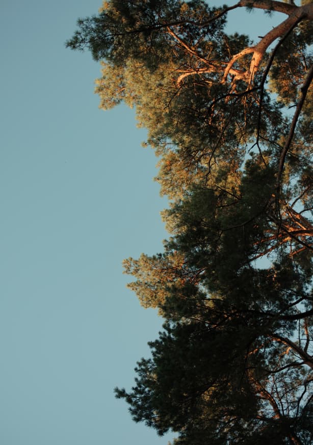 Quadro Trees And The Sky