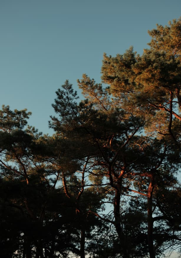 Quadro Trees And The Sun