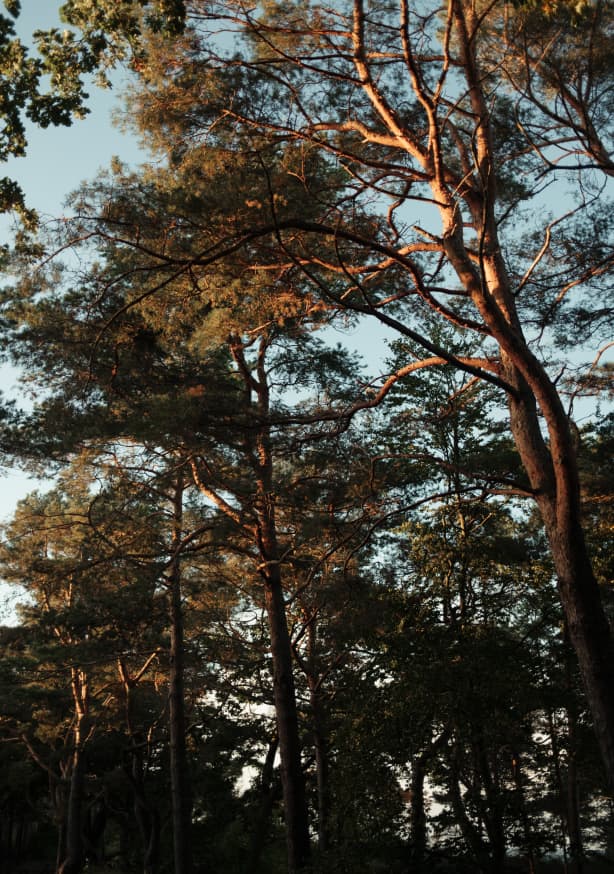 Quadro Trees At Sundown 2