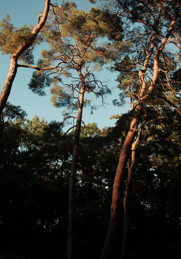 Quadro Trees At Sundown