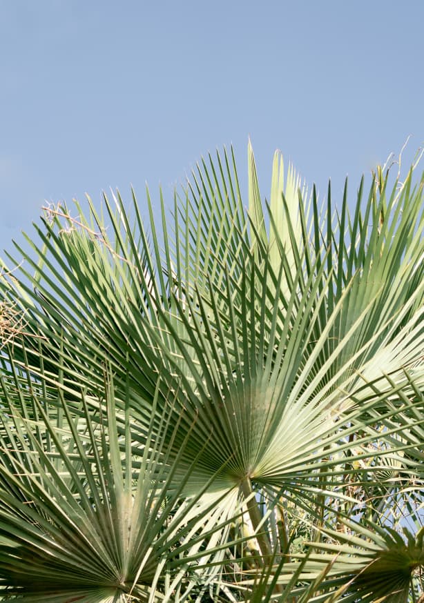 Quadro Carnaúbas 04