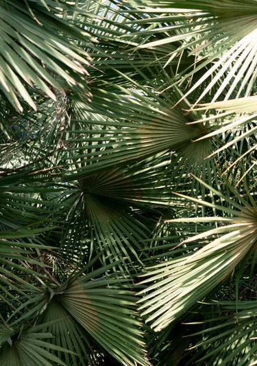 Quadro Carnaúbas 03