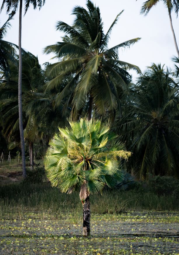 Quadro Carnaúbas 05