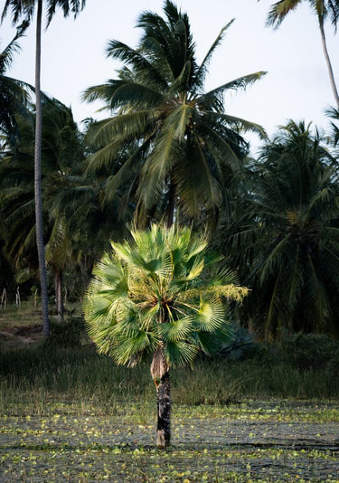 Quadro Carnaúbas 05