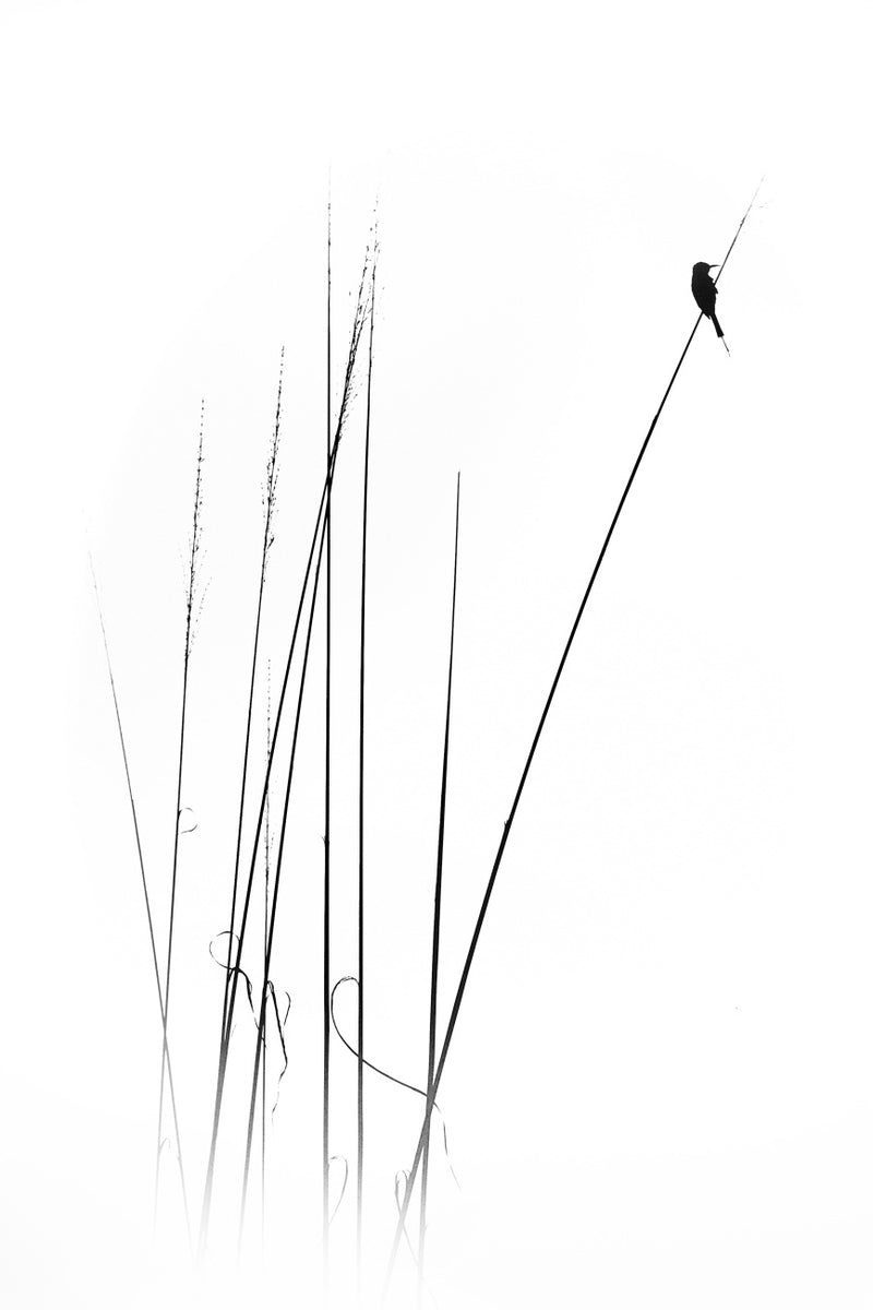 Quadro A Sabbatical By Swapnil.