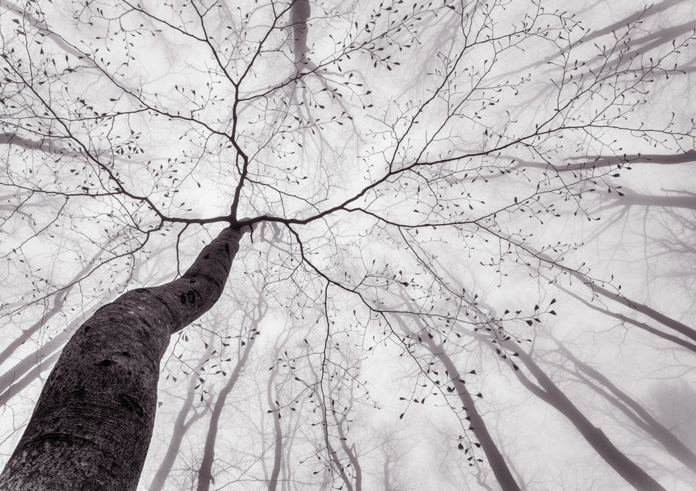 Quadro A View of the Tree Crown by Tom Pavlasek