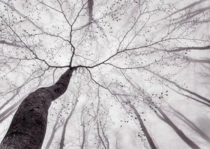 A View of the Tree Crown by Tom Pavlasek