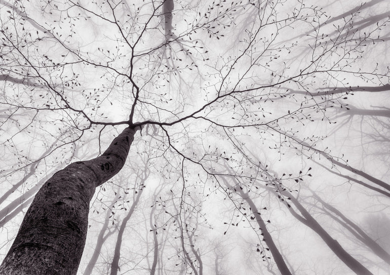 Quadro A View of the Tree Crown by Tom Pavlasek