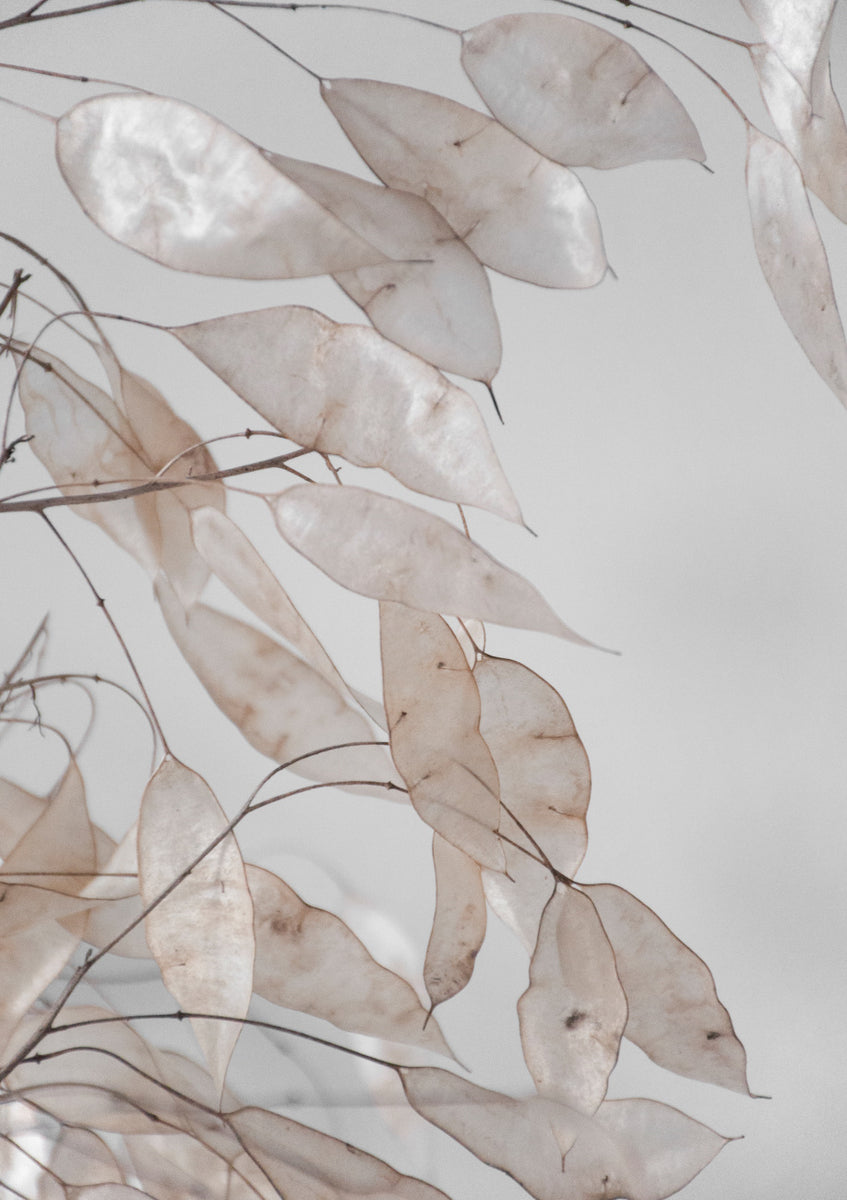 Quadro Abstract Branches Collected in the Forest