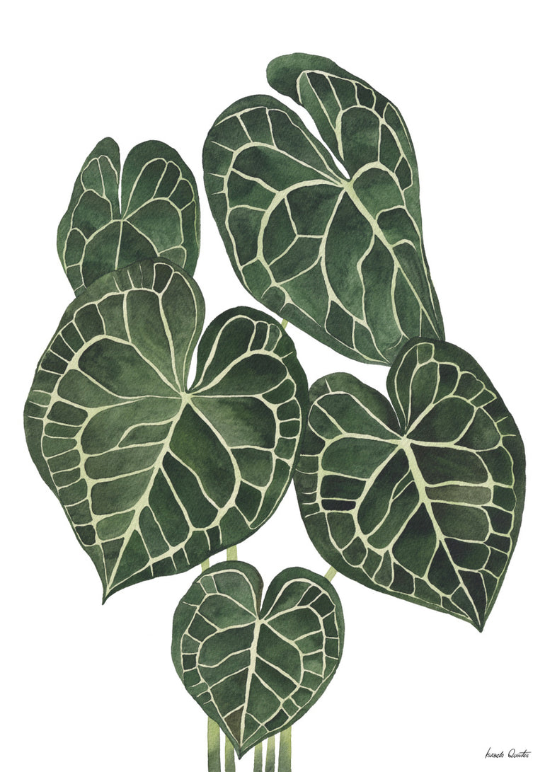 Quadro Anthurium Clarinervium