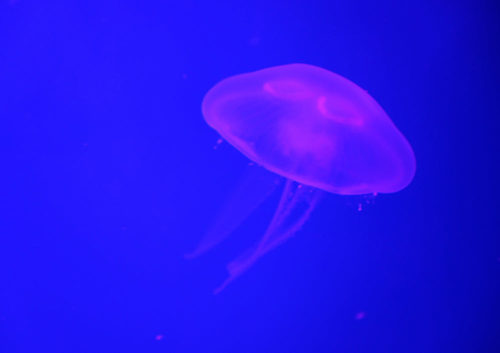 Quadro At the aquarium #3
