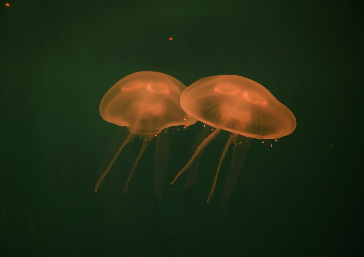 Quadro At the aquarium #5