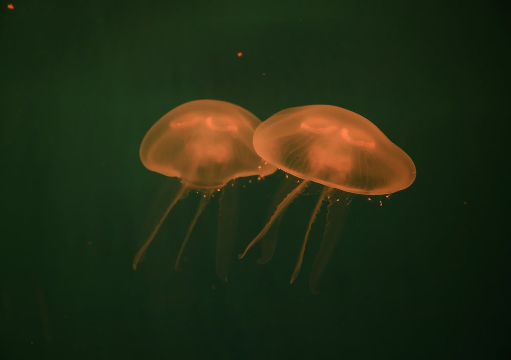 Quadro At the aquarium #5